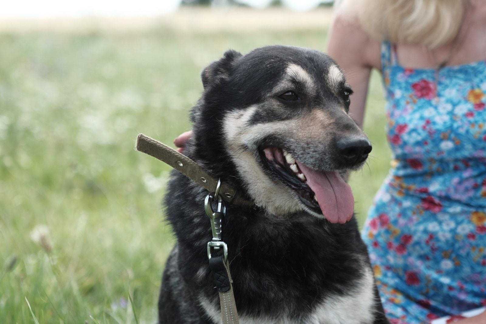 Kajko, piesek uchodźca potrzebuje domu stałego/tymczasowego