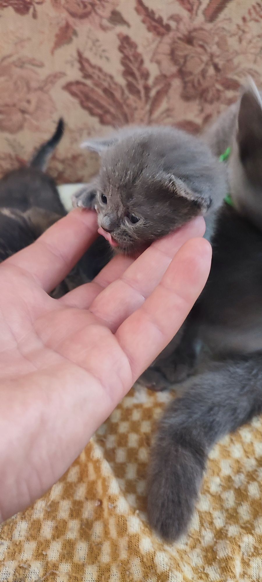 Продам кошенят британців