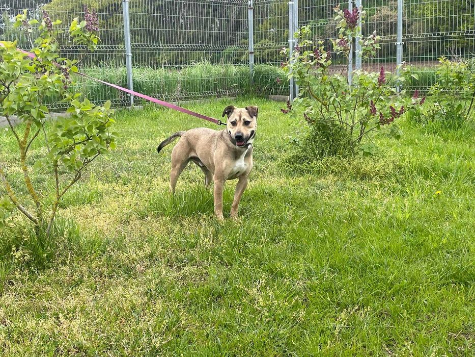Do adopcji Fafik, pies w typie ttb TTB Poznań
