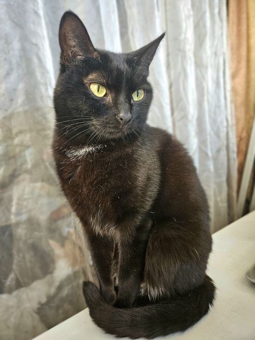 Кошечка Чурочка  бесплатно