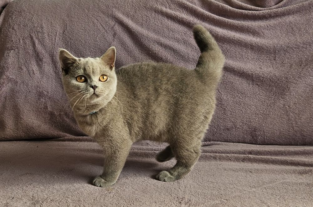 Kot brytyjski krótkowłosy