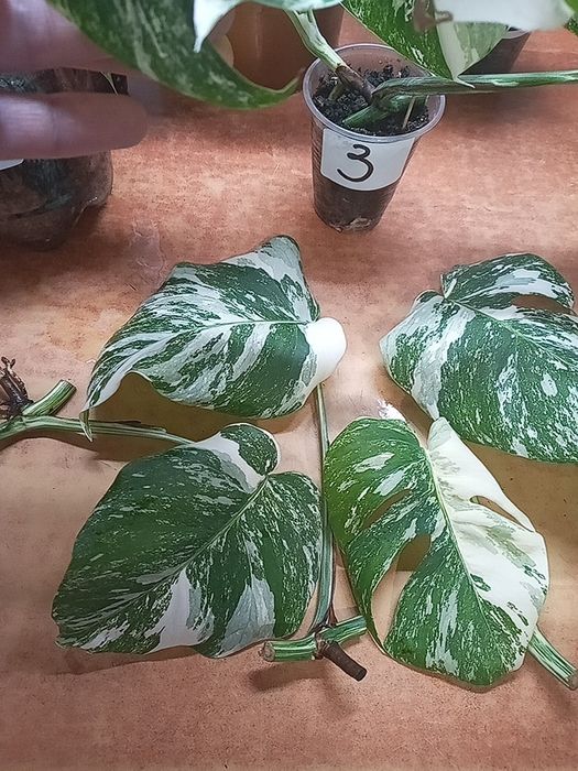 Монстера Альба вар.