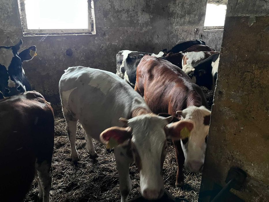 Jałówki z wlasnej hodowli