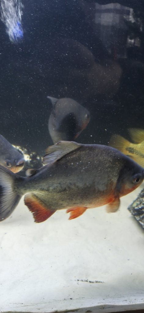 Piranie red pacu