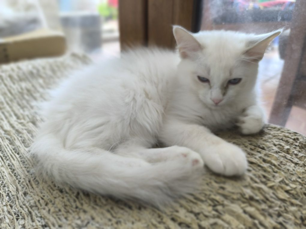 CUDOWNA kotka Ragdoll blue bicolour tabby po Supreme Champion