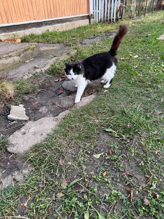 Віддам в добрі руки! Стерилізована, 9 місяців