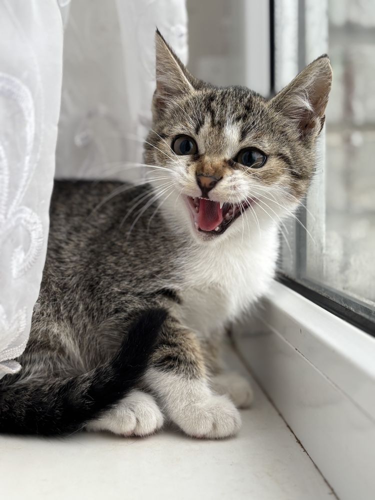 Кошеня Борюсик шукає маму