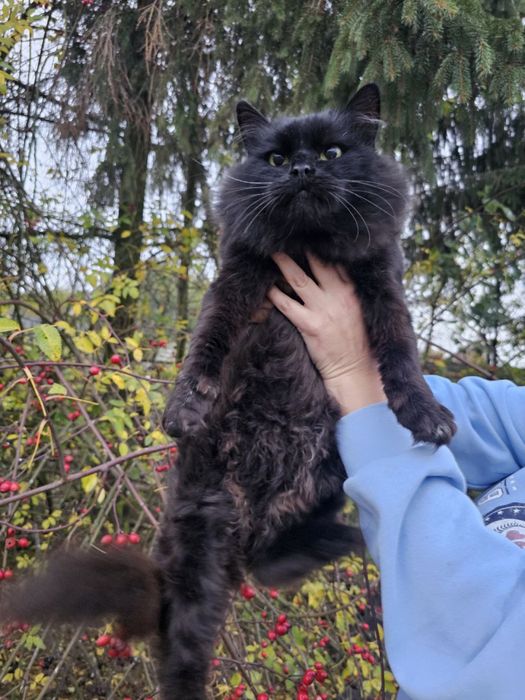 Молодий кастрований кіт в добрі руки