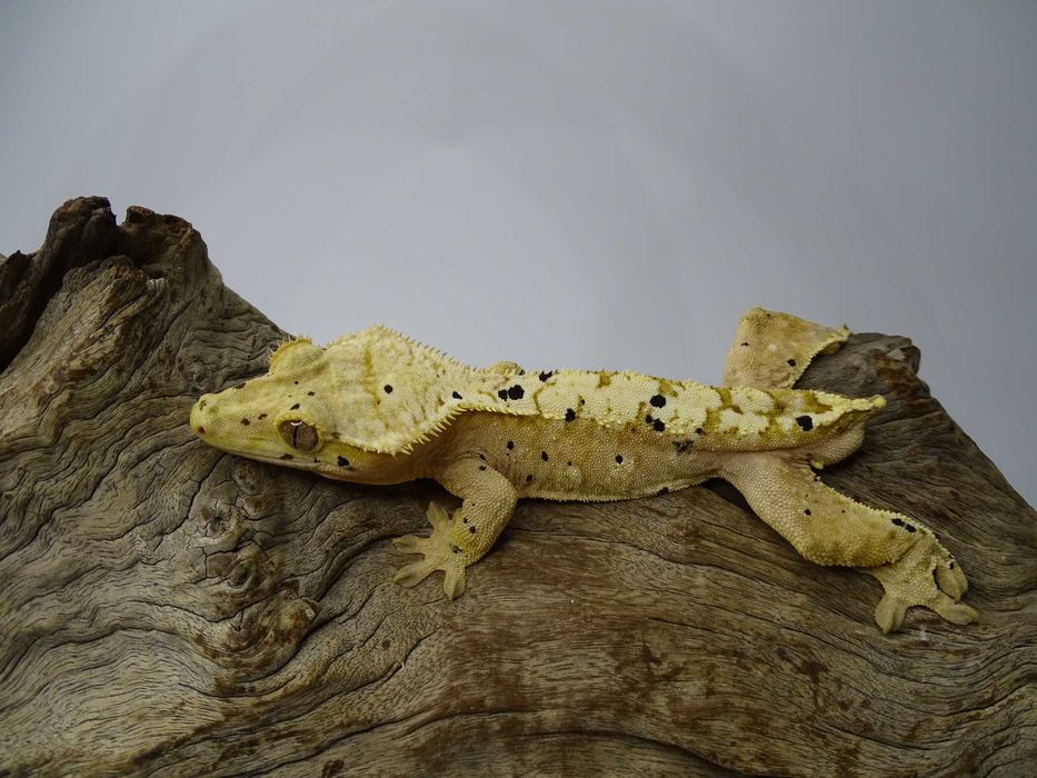 Gekon Orzęsiony samiec Dalmatian