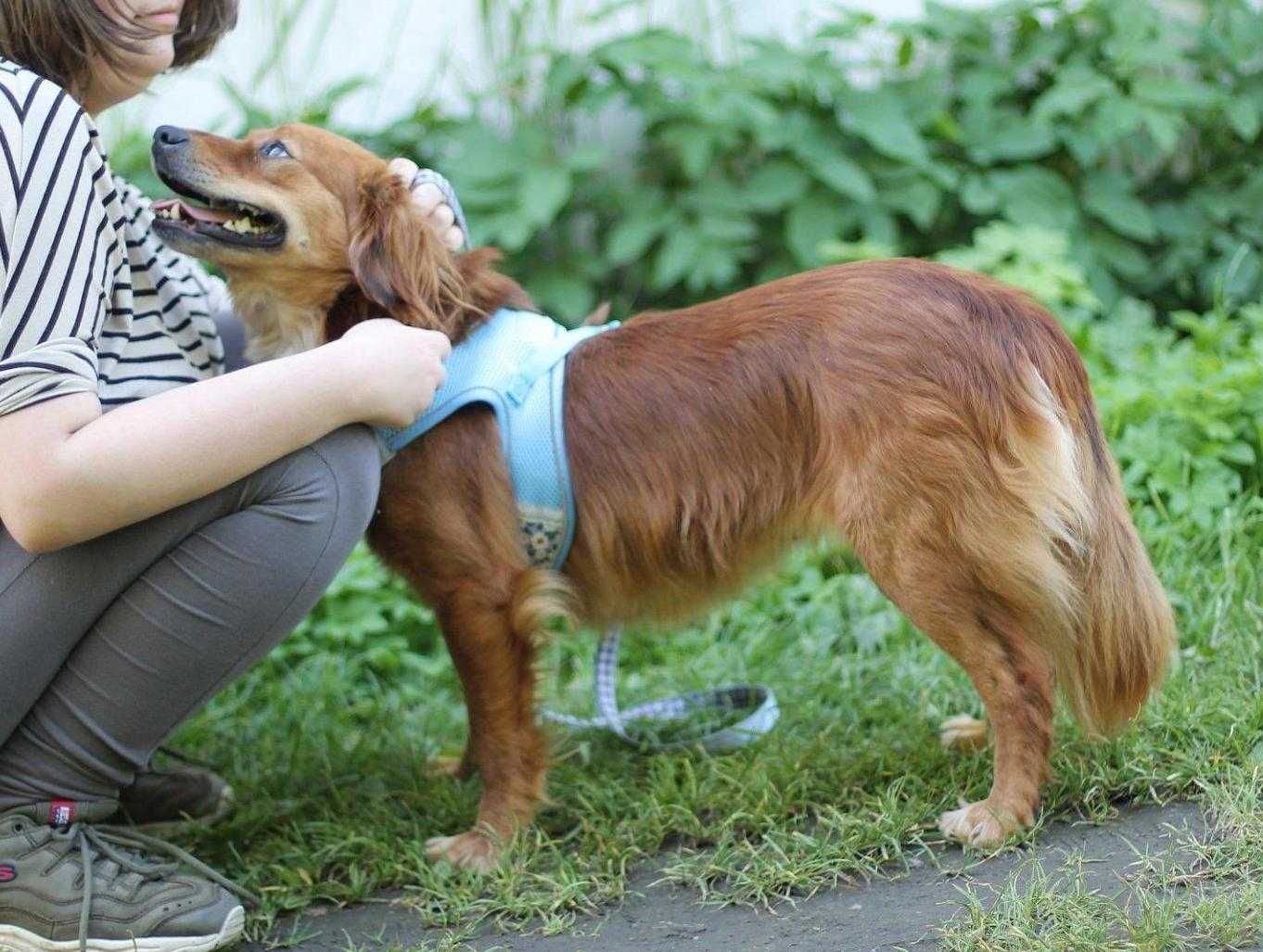 Bambi, cudna sunia do adopcji
