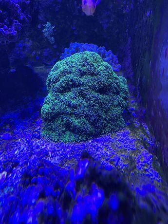 Skała i koralowiec
