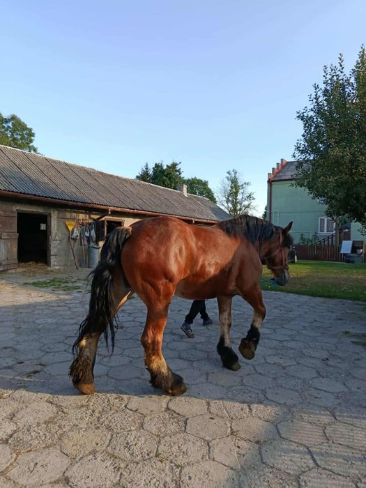 Sprzedam klacz zimnokrwista