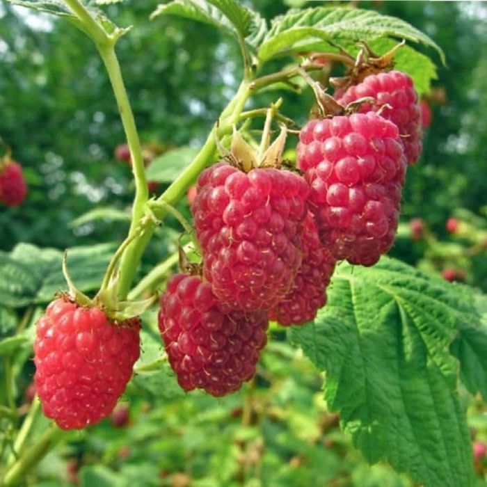 Sadzonki maliny jesiennej