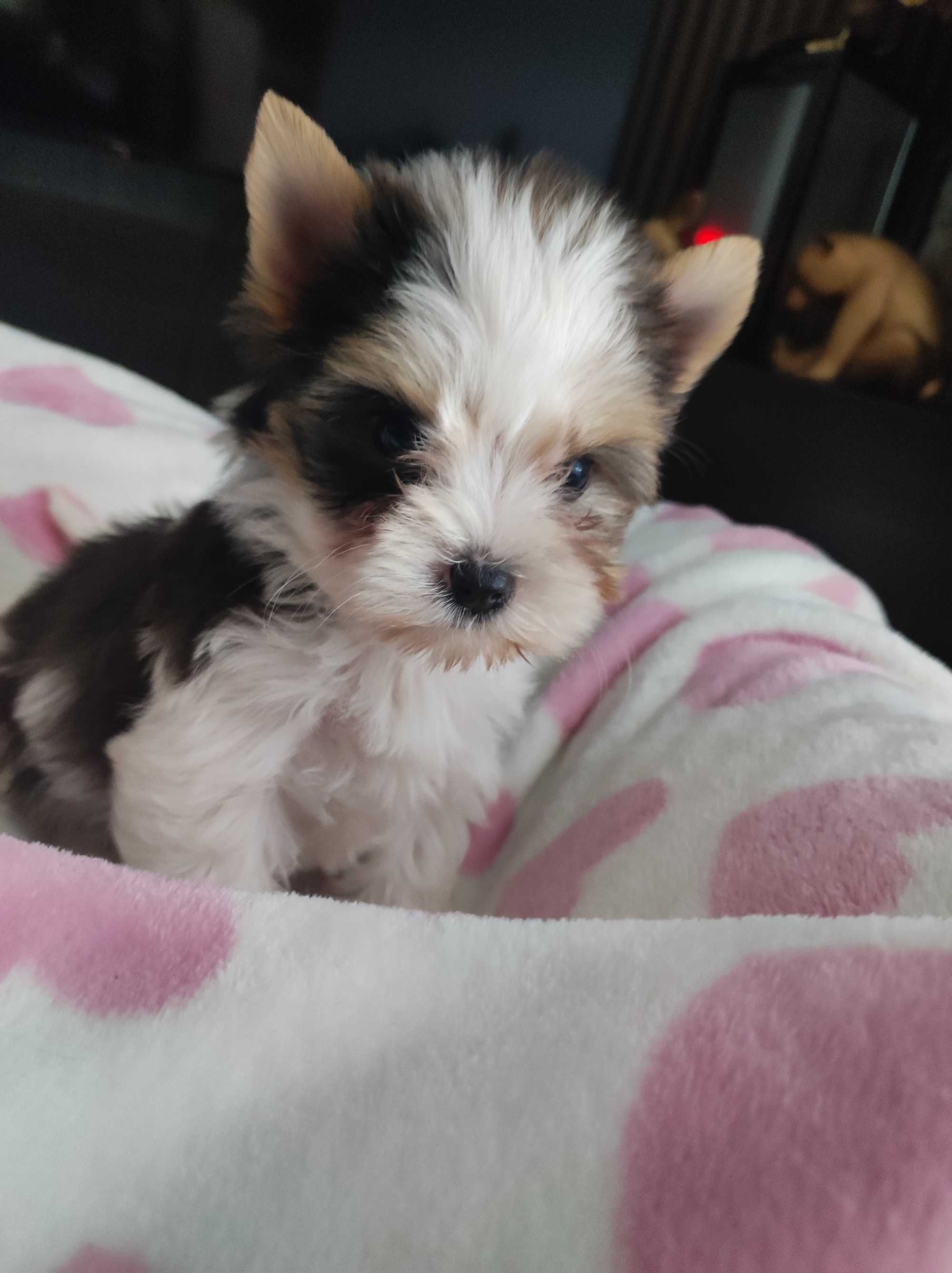 Yorkshire terrier