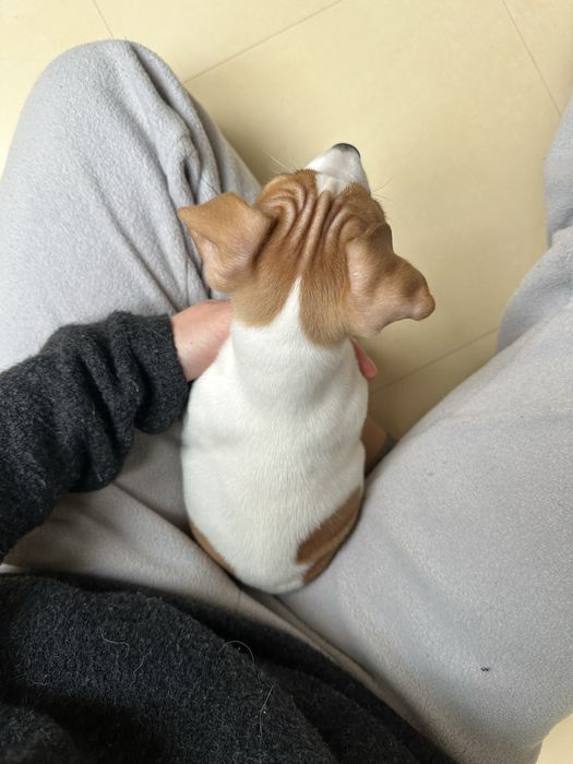 Джек Рассел терʼєр