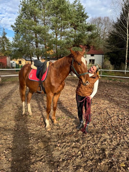 Koń sp walach skoki kwpn