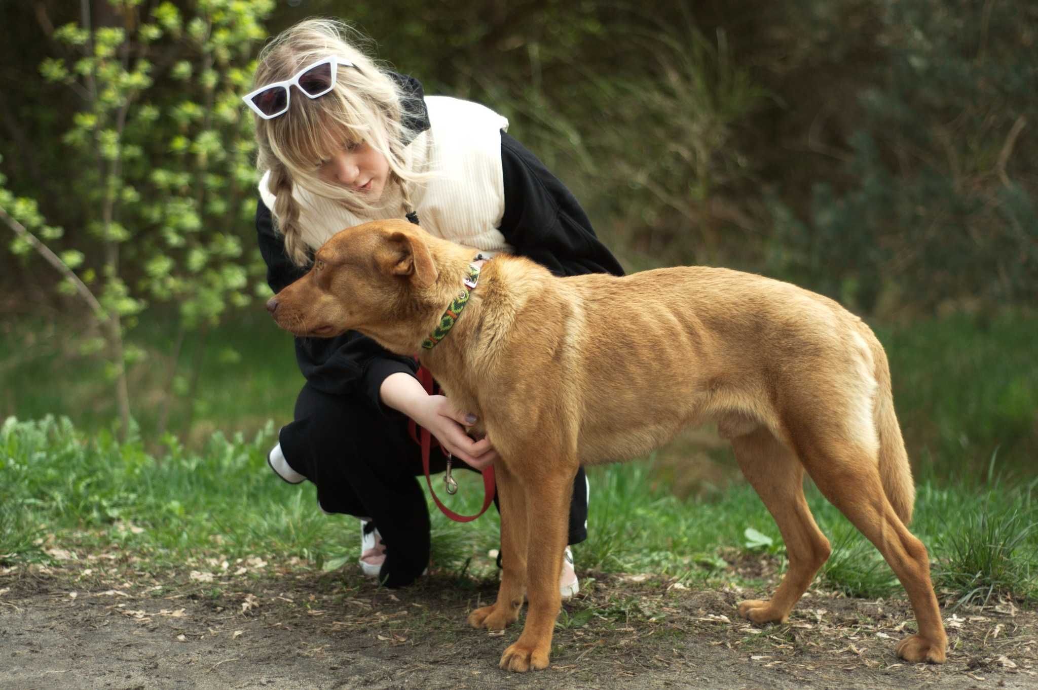 SZAMOS - bardzo wyjątkowy i łagodny, wrażliwy psiak do pilnej adopcji