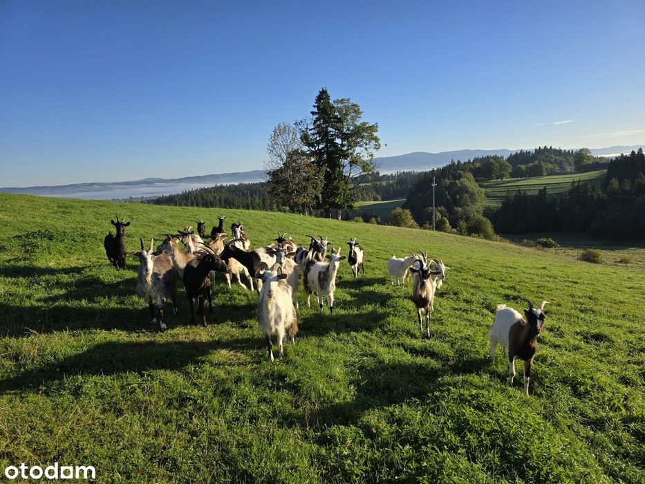 Maruszyna Działka Budowlana widok na Tatry, Pasmo Gorc, Babią Górę