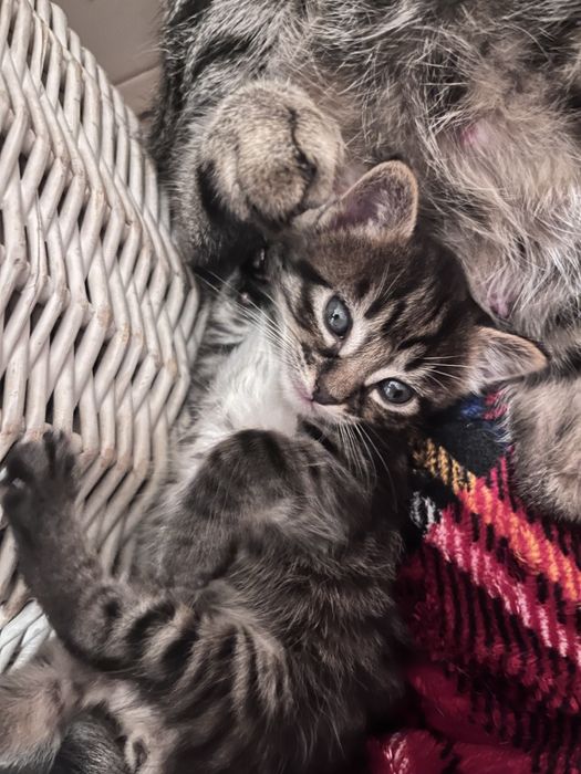 Dois gatinhos para dar