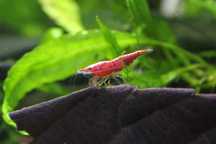 Camarões água doce var. Red Cherry (Neocaridina davidi)