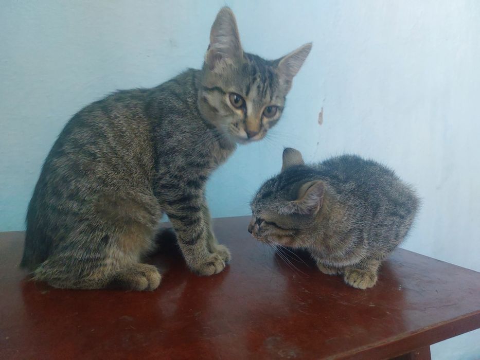 Котики хлопчик і дівчатка шукають родину