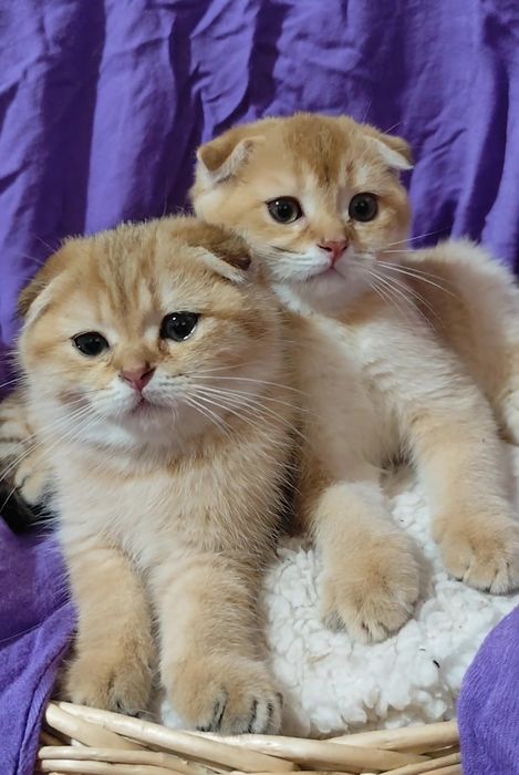 Прямоухие вислоухие котята шотландская золотая шиншилла