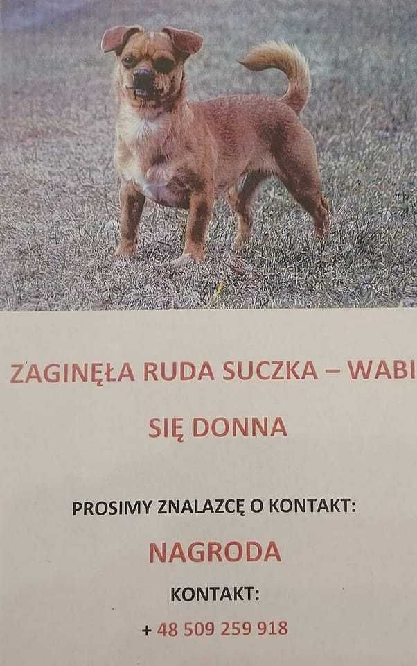 Sunię w typie pinczer miniaturka z opadniętymi uszami przyjmę za darmo