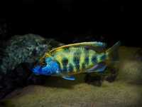 Nimbochromis venustus Pyszczak Wspaniały pyszczaki Malawi World