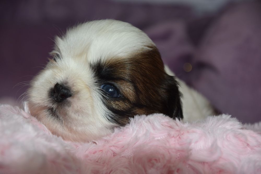 Elza Shih Tzu suczka rodowód UBEZPIECZENIE