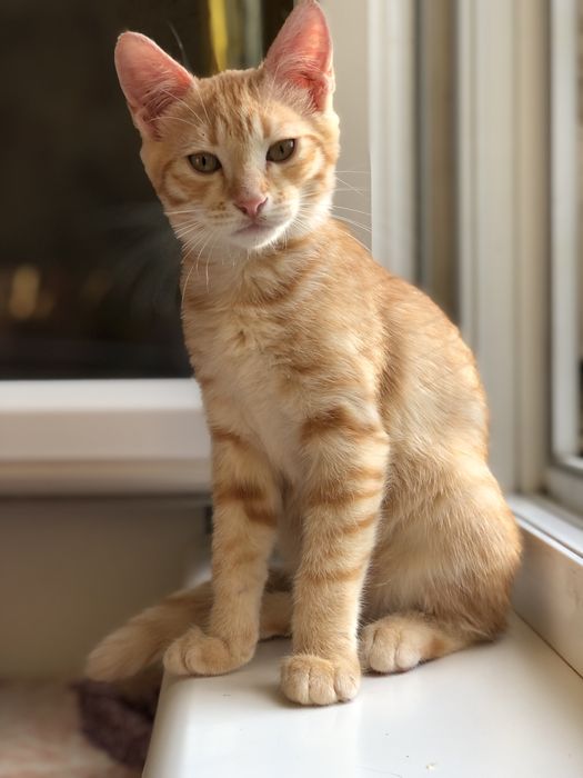 Кошечка ктотенок 4 месяцев бесплатно