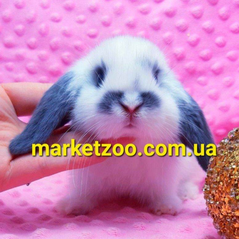 Мини mini lop мiнi карликовые кролики вислоухий баранчик висловухий