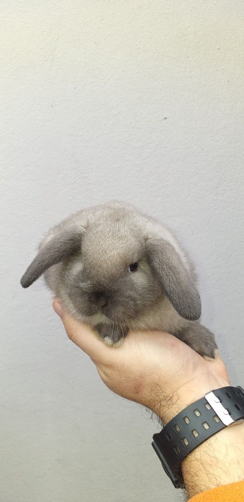 Kit Coelhinhos anões mini lop belier puros