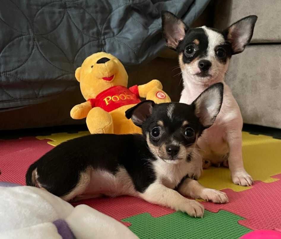 Chihuahua Macho Bebé