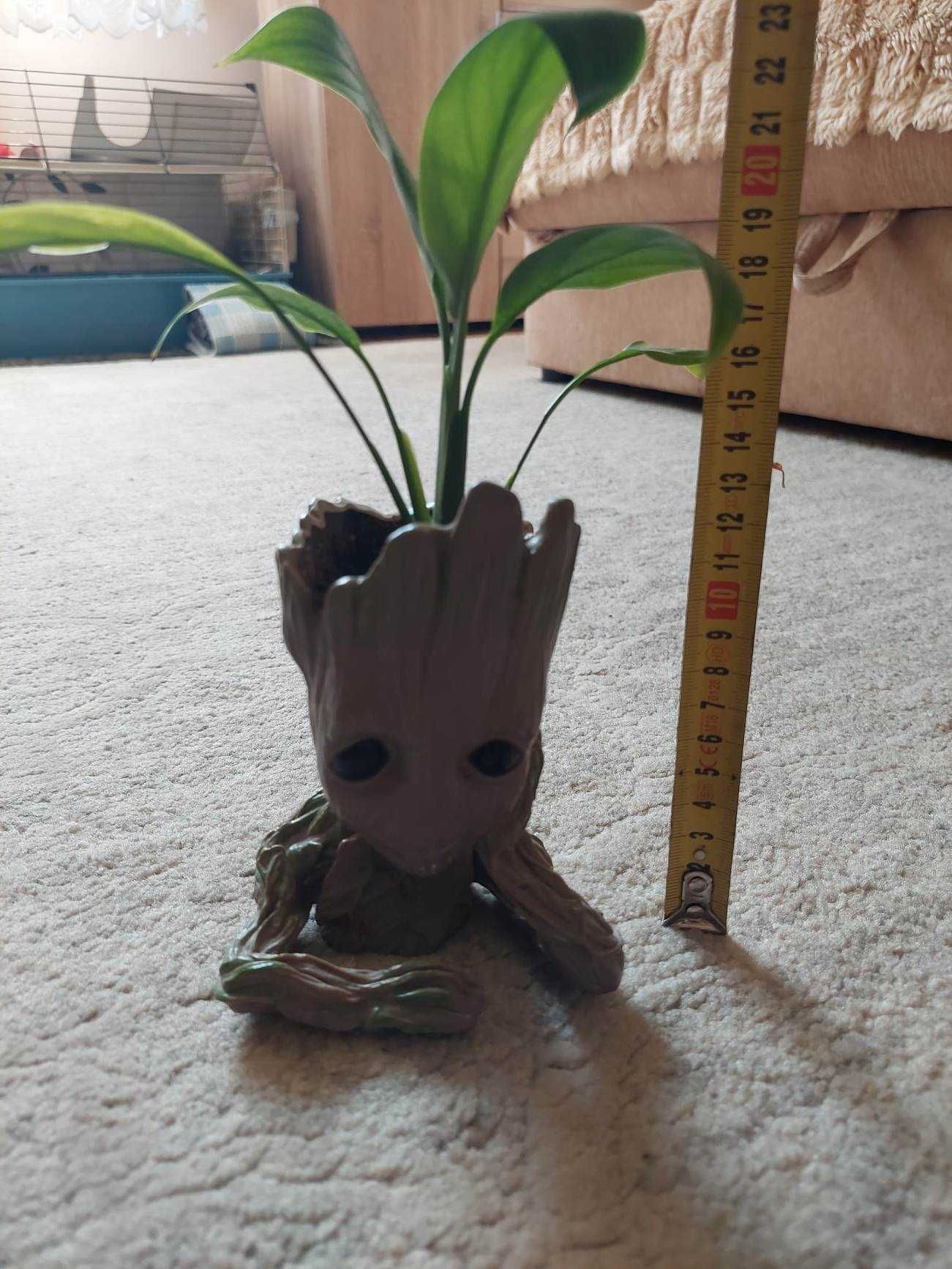 doniczki beby groot