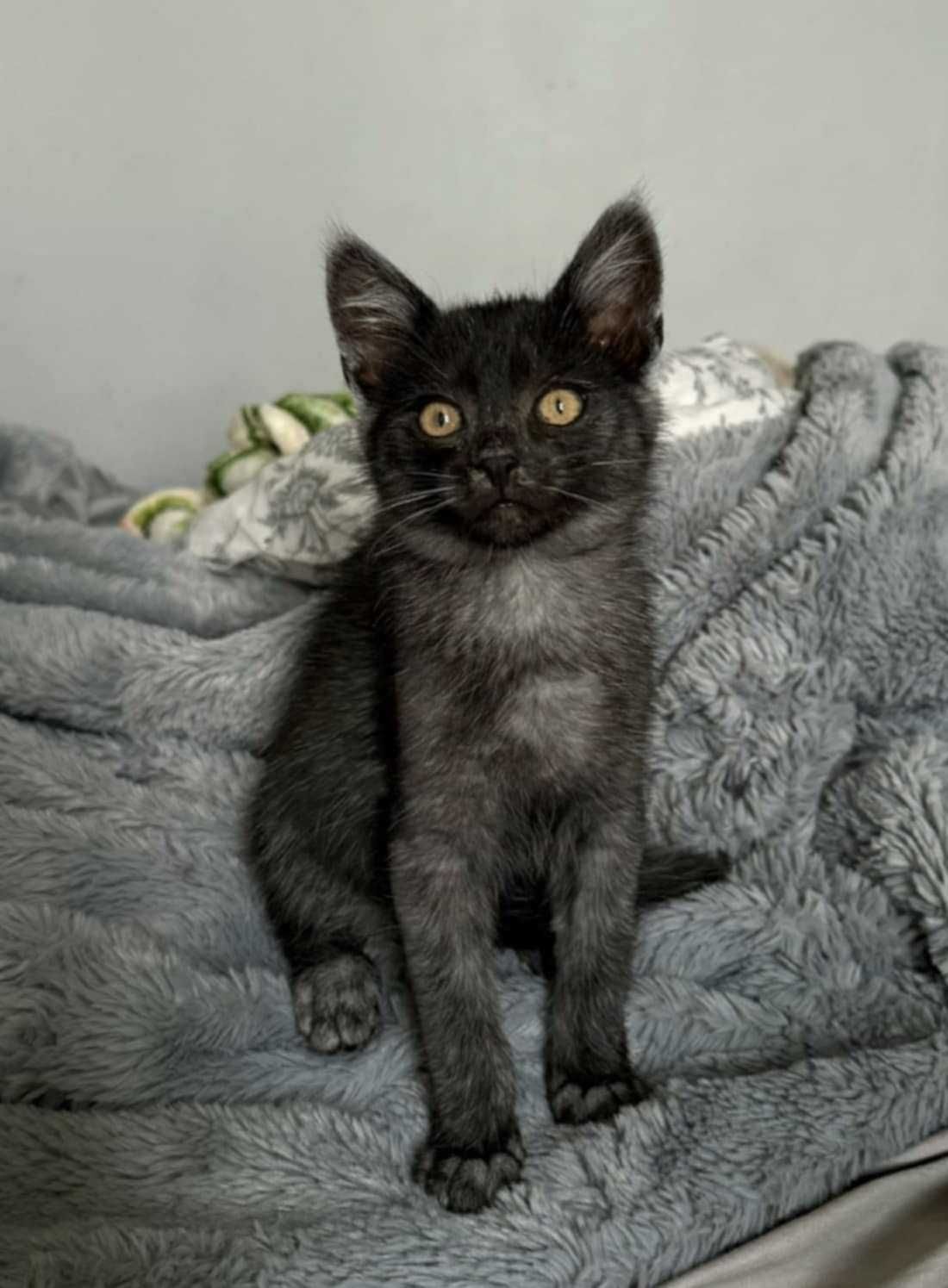 Kocięta,kocurek karpati,szylkretowa kotka, 10tyg. do adopcji