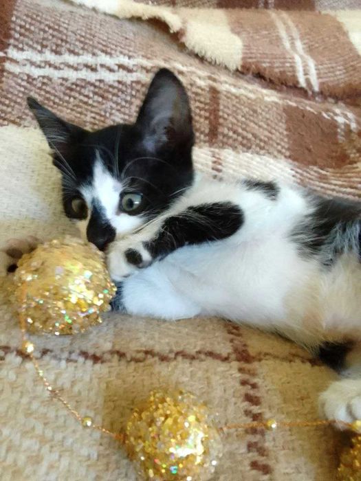 Котята кошечки котики бесплатно отдам