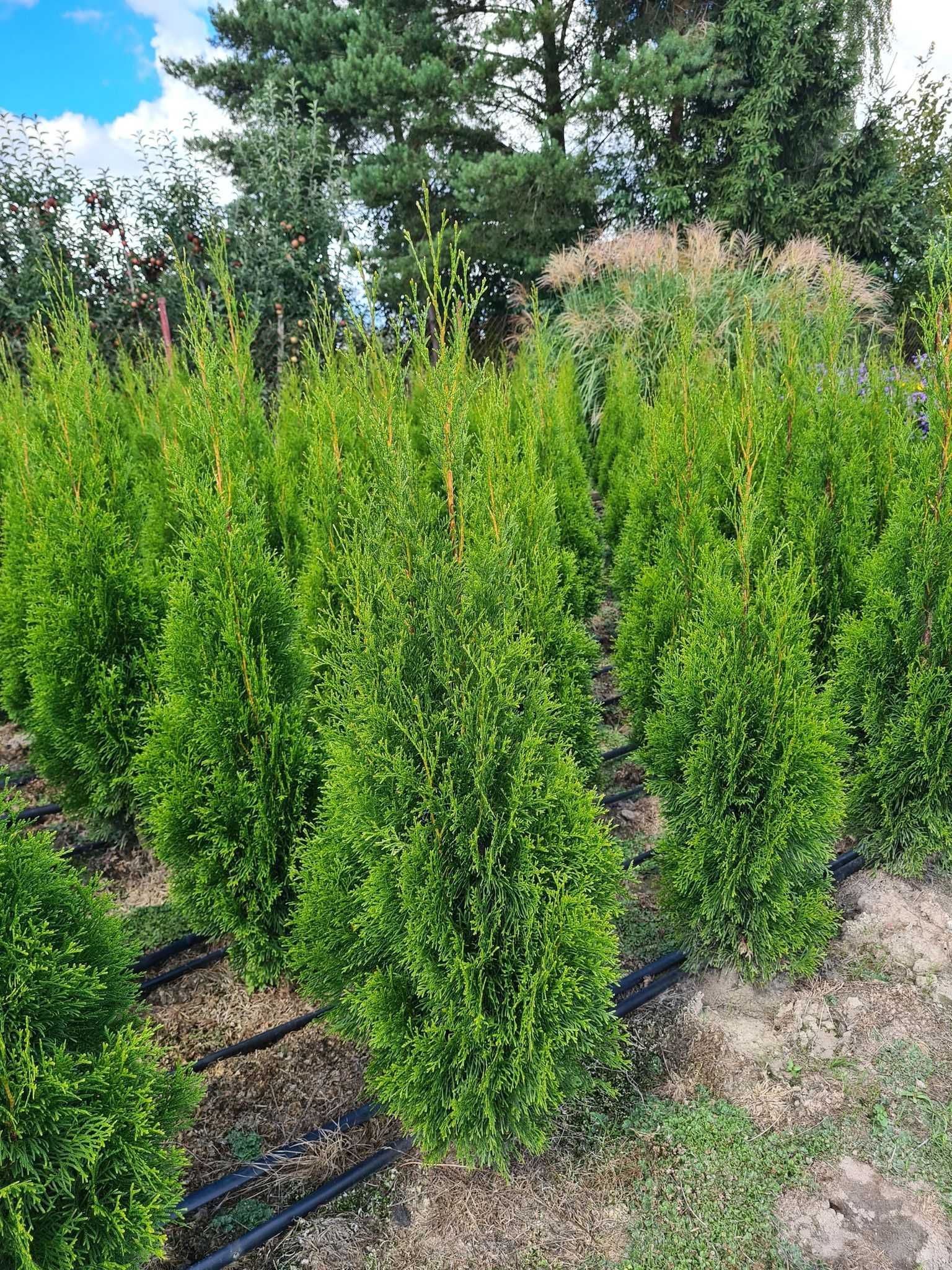 Tuja Szmaragd, Thuja Smaragd 120-140 cm SUPER JAKOŚĆ - PRODUCENT