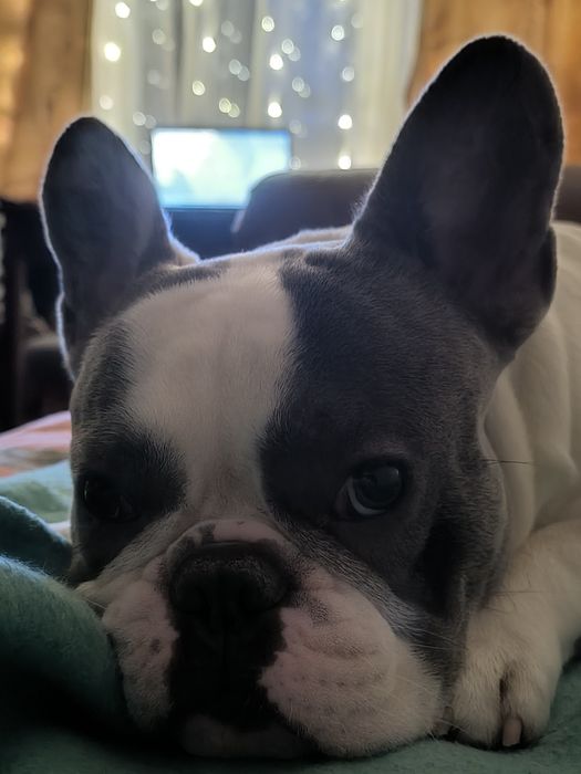 Вязка. Кобель французский бульдог