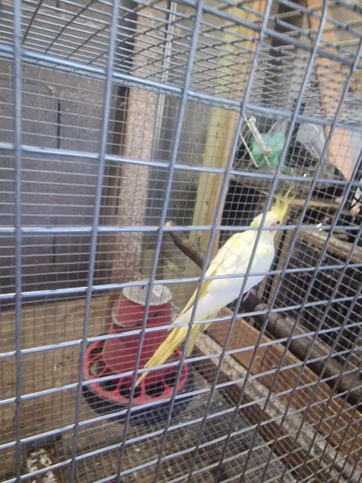 Caturras para criar a mao e adultas