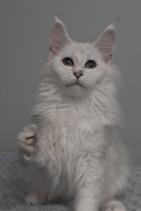 Hodowla kotów Maine Coon Kocia Farna