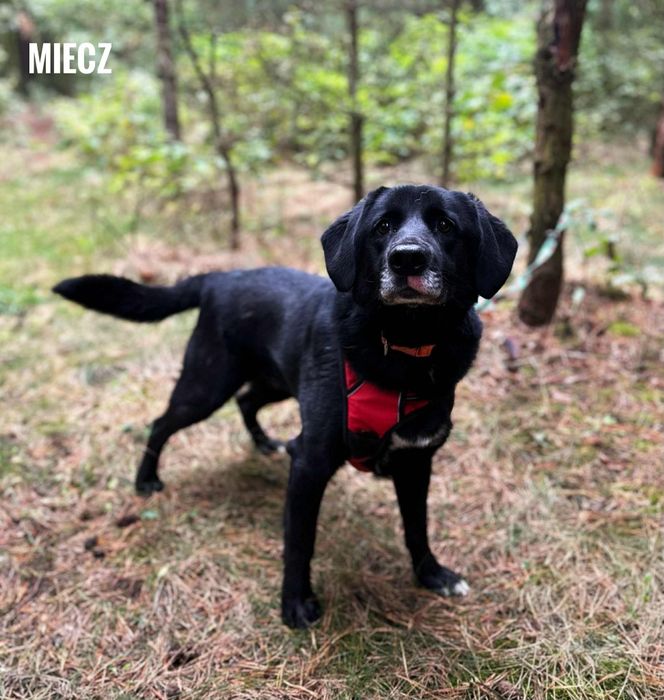 2 letni labrador mix, przyjazny Miecz adopcja za darmo oddam