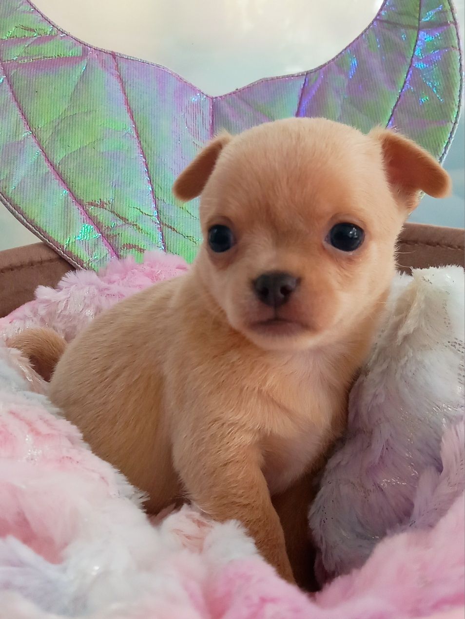 Cudowna suczka chihuahua