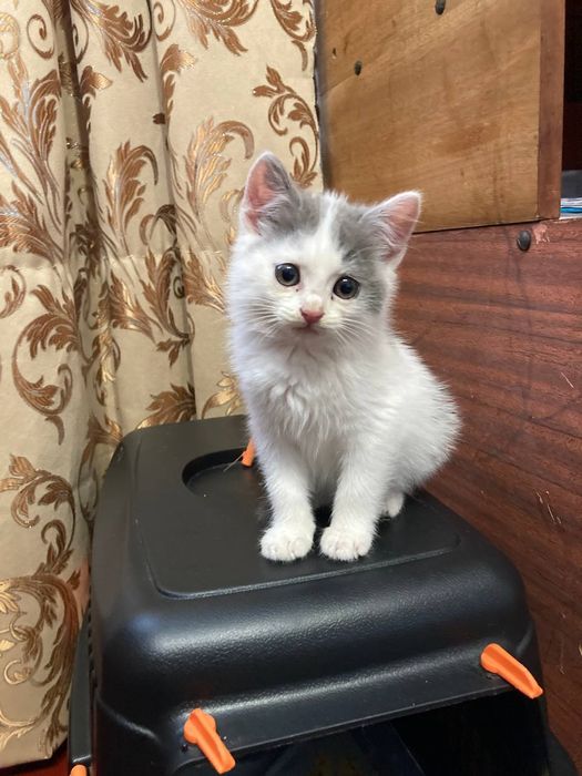 Віддам кошенят дівчинки