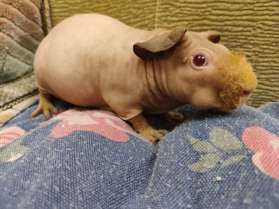 Морська свинка хлопчик скінні лисий