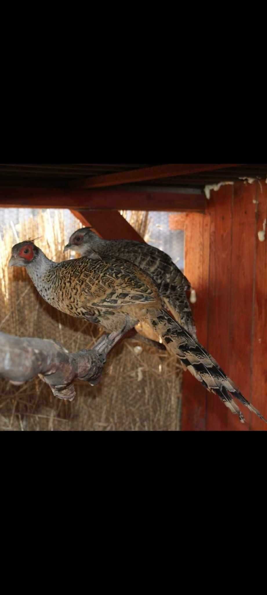 Ptaki ozdobne czubacze,bażanty