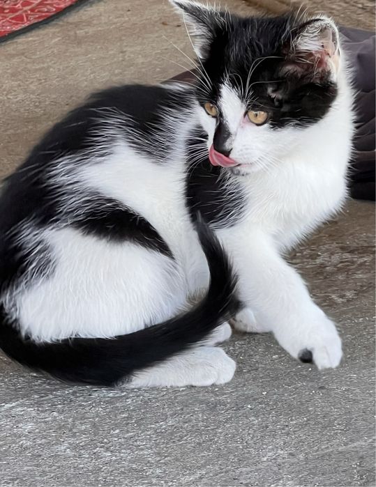 Oddam biało-czarną kotkę