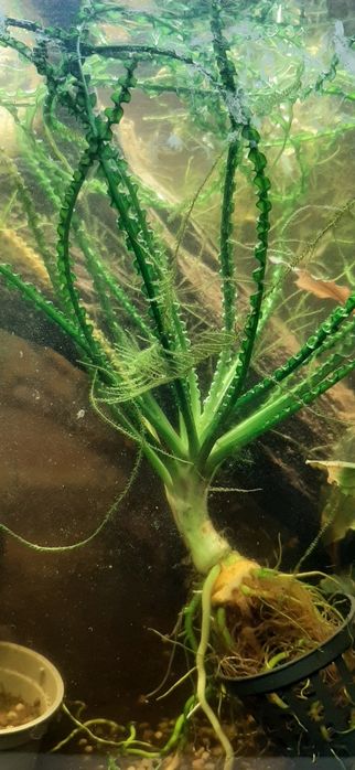 krynia rzemieniolistna