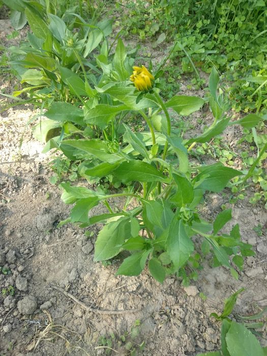 Rudbekia sadzonki 5 sztuk
