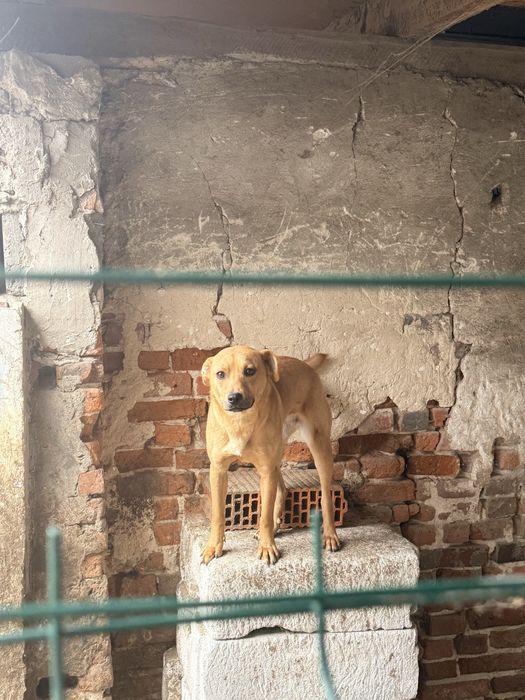 Oddam pieska za darmo