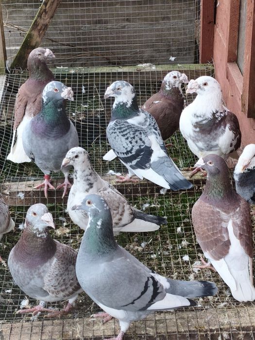 Gołębie Staropolskie